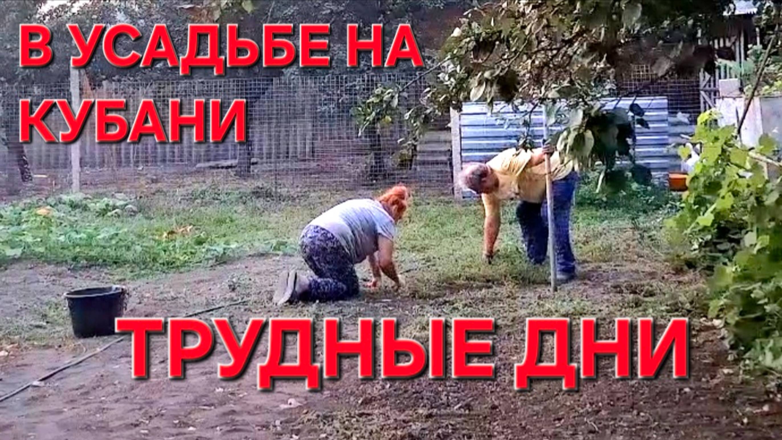 734 В Усадьбе на Кубани. Трудные дни.Кругом работа.