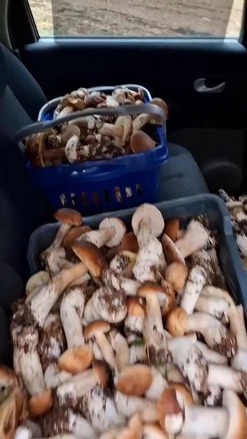 Когда нашли грибную поляну 🍄🟫