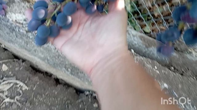 /1 сентября/срезаем первый виноград/