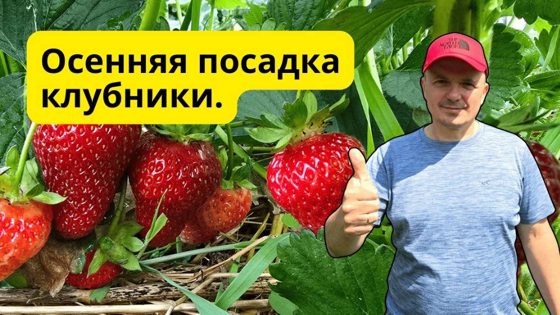 Посадка клубники осенью 🌿 Ошибки, которых нельзя допускать!