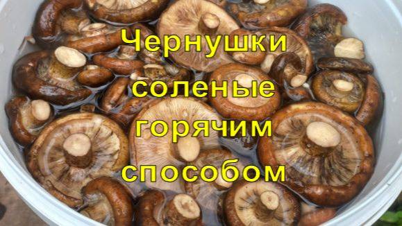 Солим чёрные грузди горячим способом! С чесноком, хреном!