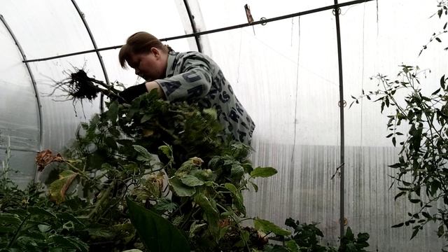ПРОСТАЯ ЖИЗНЬ 45 // НА УЖИН РОЛЛЫ//ПРИБРАЛА ТЕПЛИЦУ //ПОСЛЕДНИЙ УРОЖАЙ