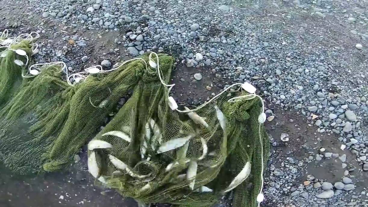 Рыбалка на Енисее. Лицензионный лов, невод...