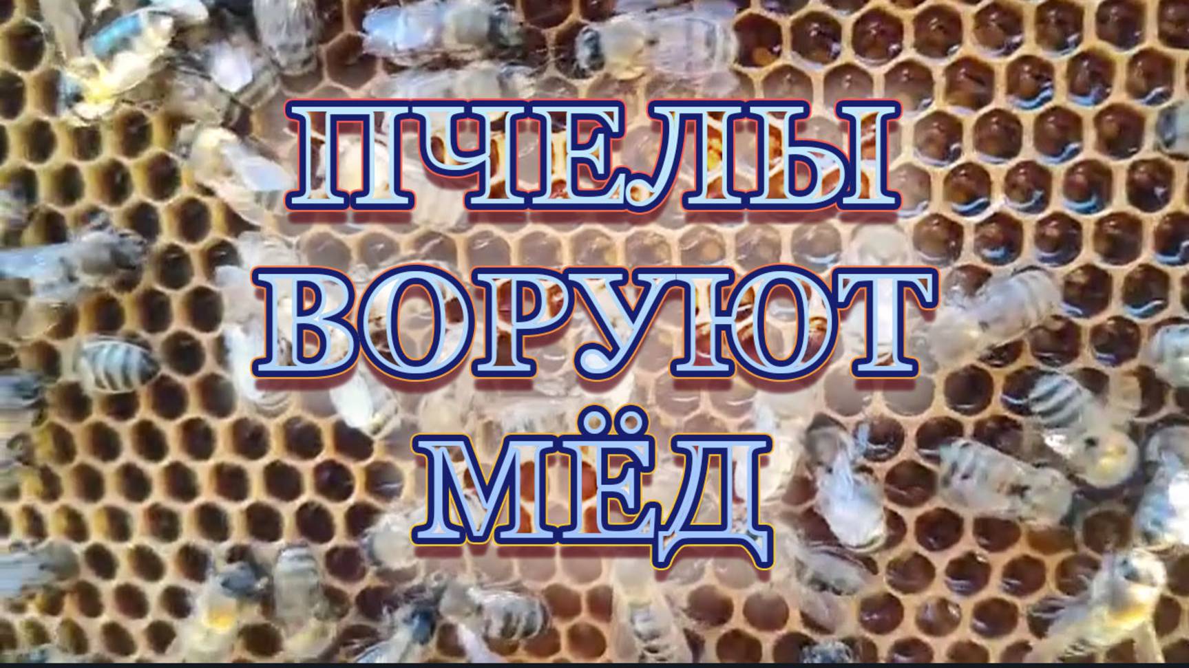 1сентября 25 года.Пчелы воруют мёд.