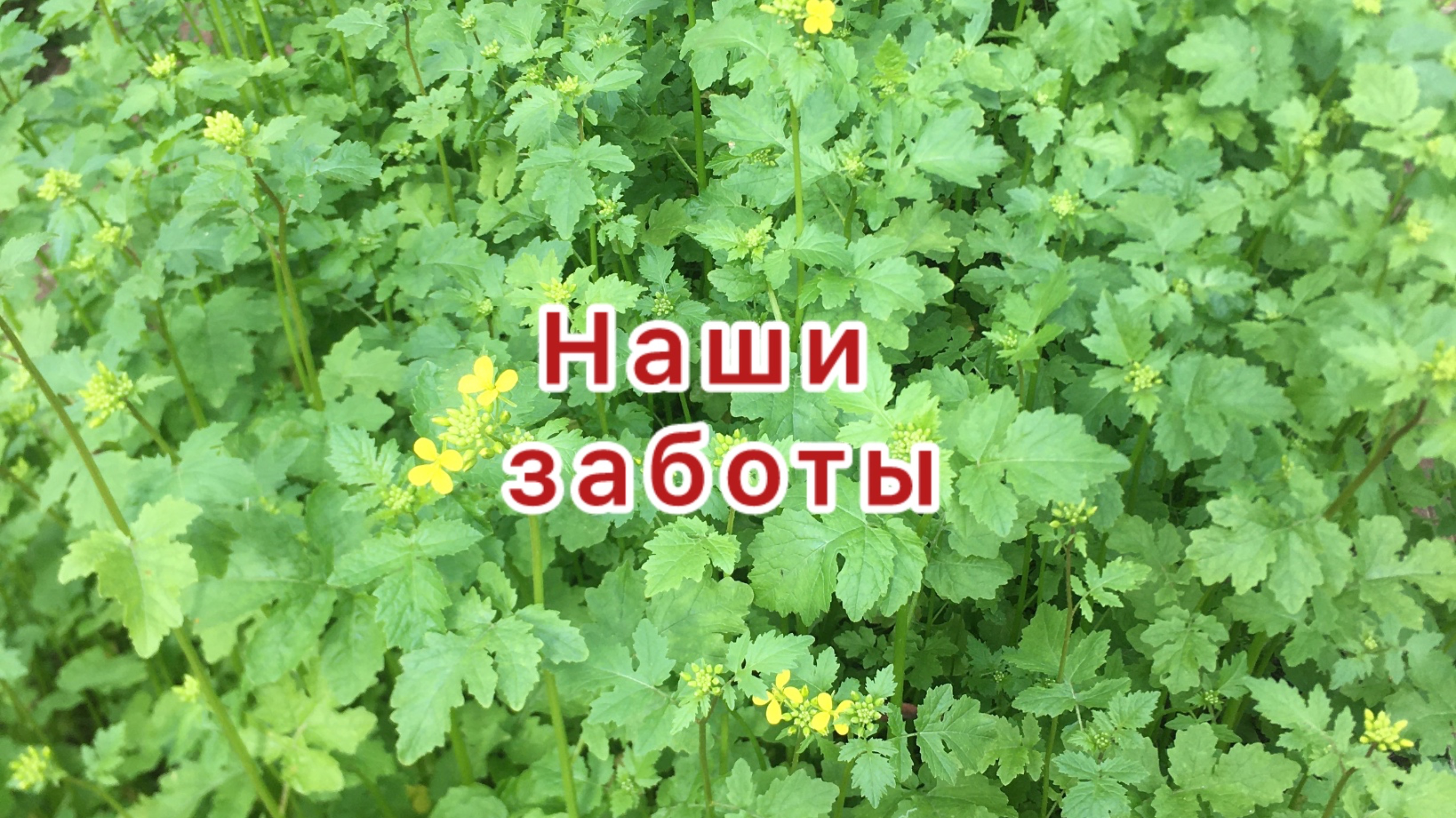Наши заботы
