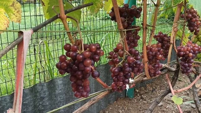 Чтобы вызрела лоза срезаю виноград 😋🍇🍇🍇