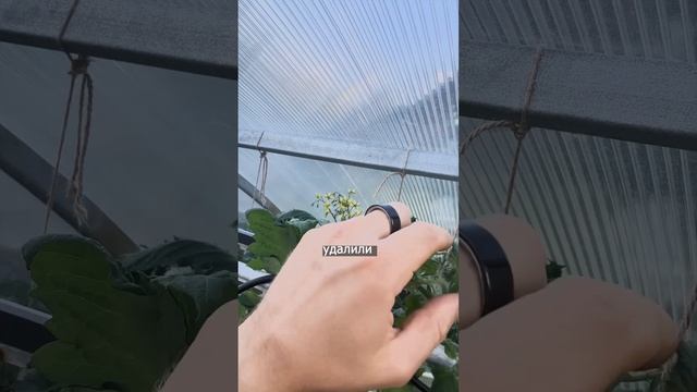КАК УСКОРИТЬ СОЗРЕВАНИЕ ТОМАТОВ