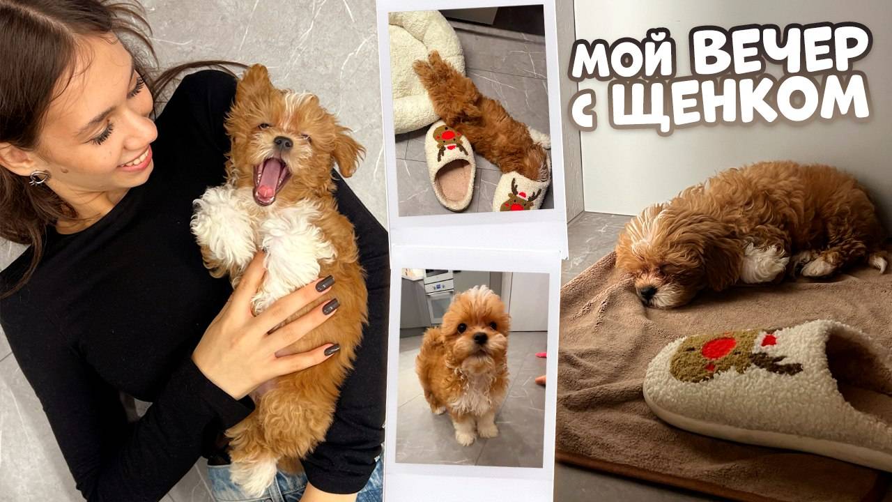 Мой ВЕЧЕР после УЧЁБЫ / оставила Лову ОДНУ ДОМА
