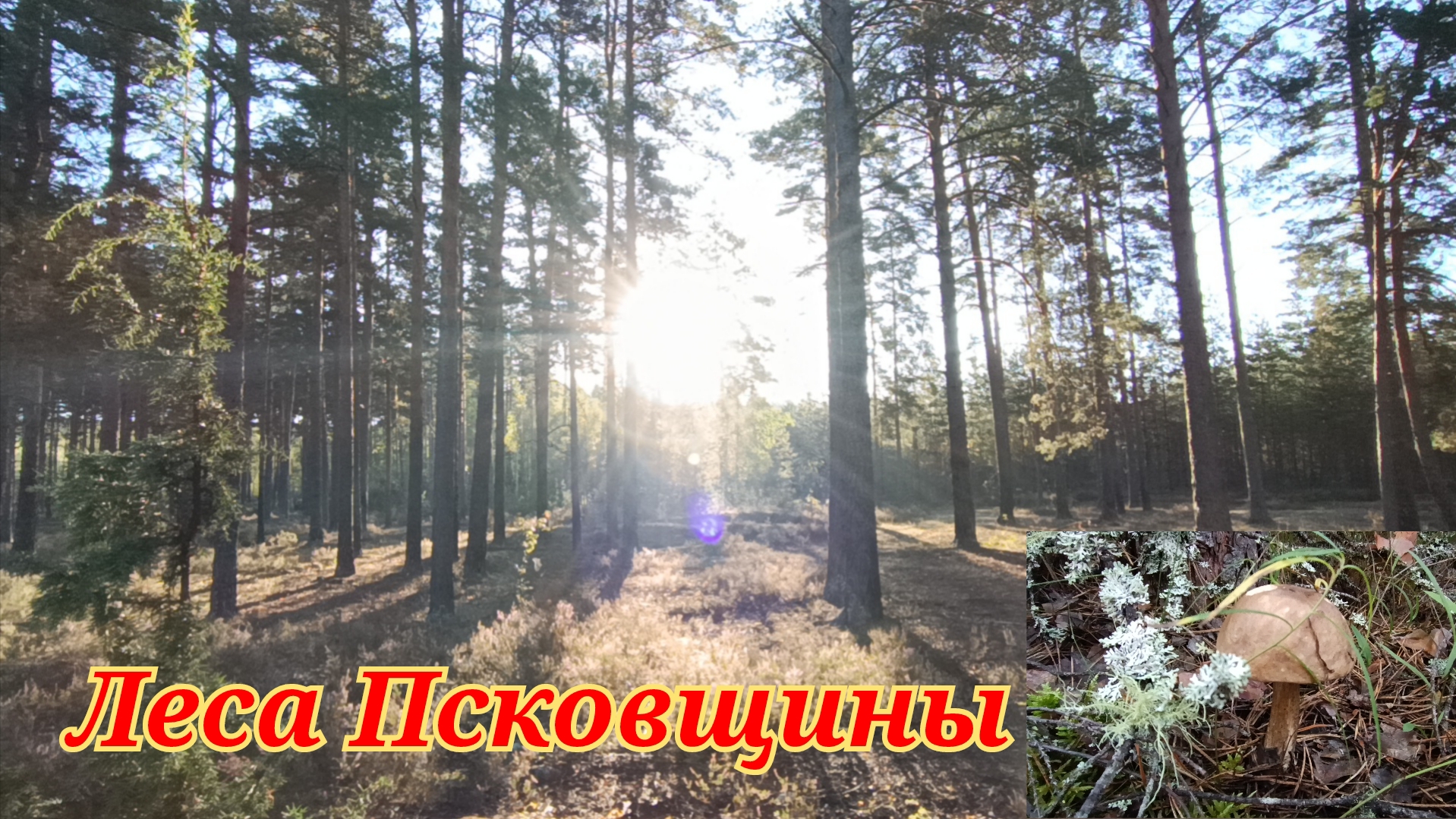 Пошли в лес,чего набрали