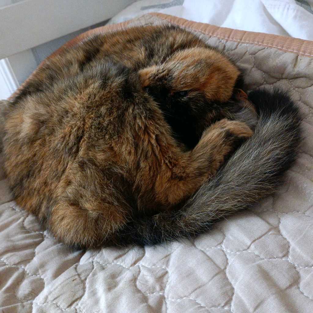 лепим