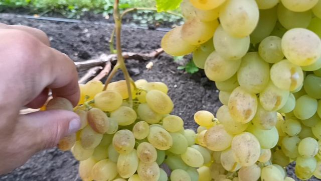 ВИНОГРАД НА 3 СЕНТЯБРЯ