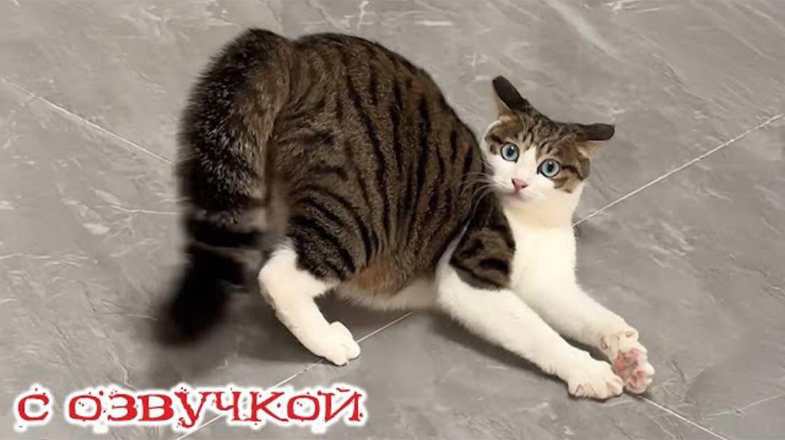 Приколы с котами! С ОЗВУЧКОЙ! САМЫЕ СМЕШНЫЕ ЖИВОТНЫЕ! Смешные коты И СОБАКИ!