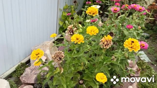 4 сентября заношу цветы в дом,наши яблоки.Покупка на Вайлдберриз