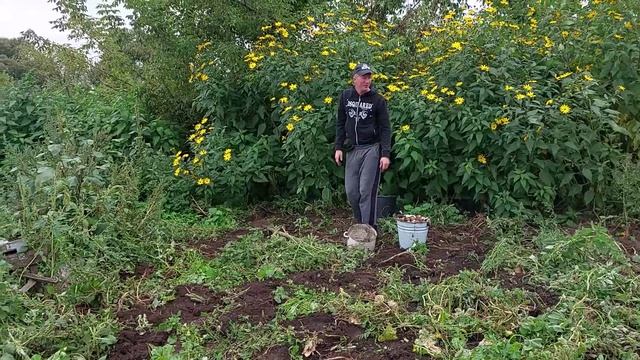 Второй день копаем картошку у деда Матвея.