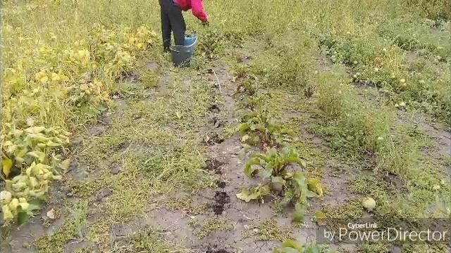 Прокатилась с ветерком / Собираю урожай.