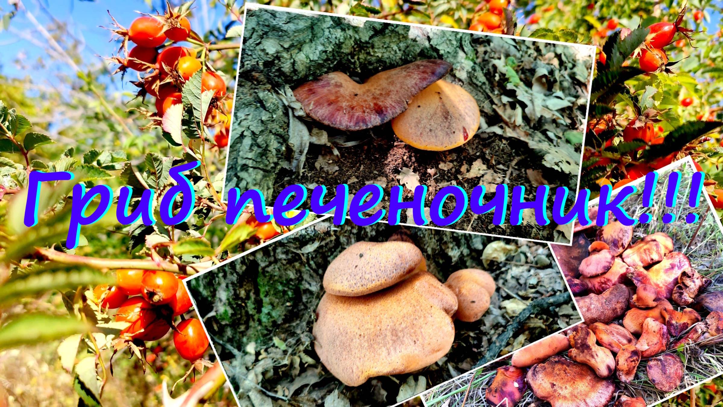 Гриб печеночник! Он же печеночница, тещин язык...