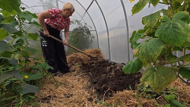 Ещё попробую. Тепличные посадки на осень
