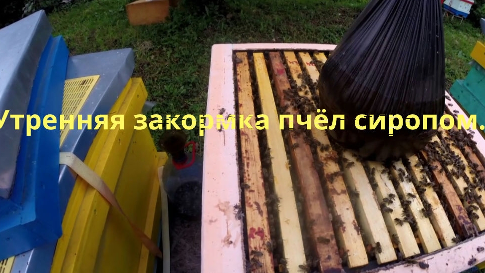 Утренняя закормка пчёл, сиропом с полынью, и хвоей.