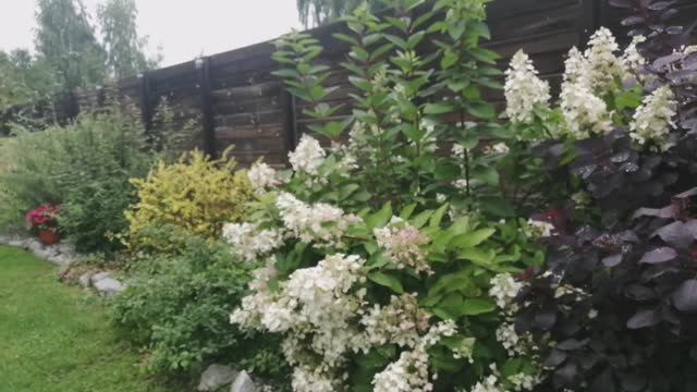 Сад на даче с декоративно-цветущими и плодовыми кустарниками!🍁💧 У нас всемирный потоп!🍂☔