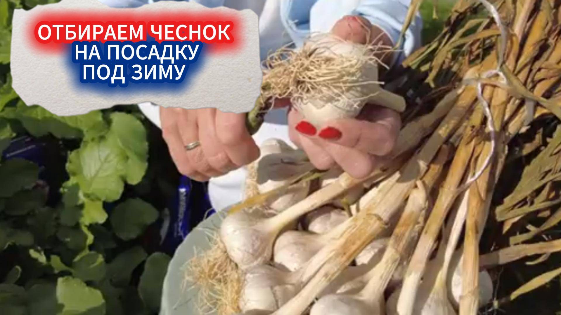 ДЕЛА В ОГОРОДЕ В СЕНТЯБРЕ, ПОД КАРАНДАШ! ОТБИРАЕМ ЧЕСНОК НА ПОСАДКУ, КОПАЕМ СВЕКЛУ - МОРКОВЬ ЖДЕТ!