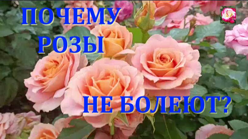 ПОЧЕМУ МОИ РОЗЫ НЕ БОЛЕЮТ?