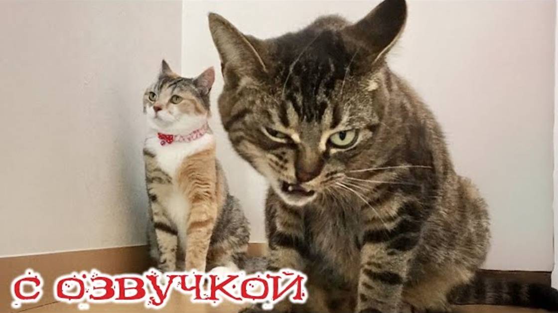 Приколы с котами! - С ОЗВУЧКОЙ! Смешные коты! Смешные видео с животными!