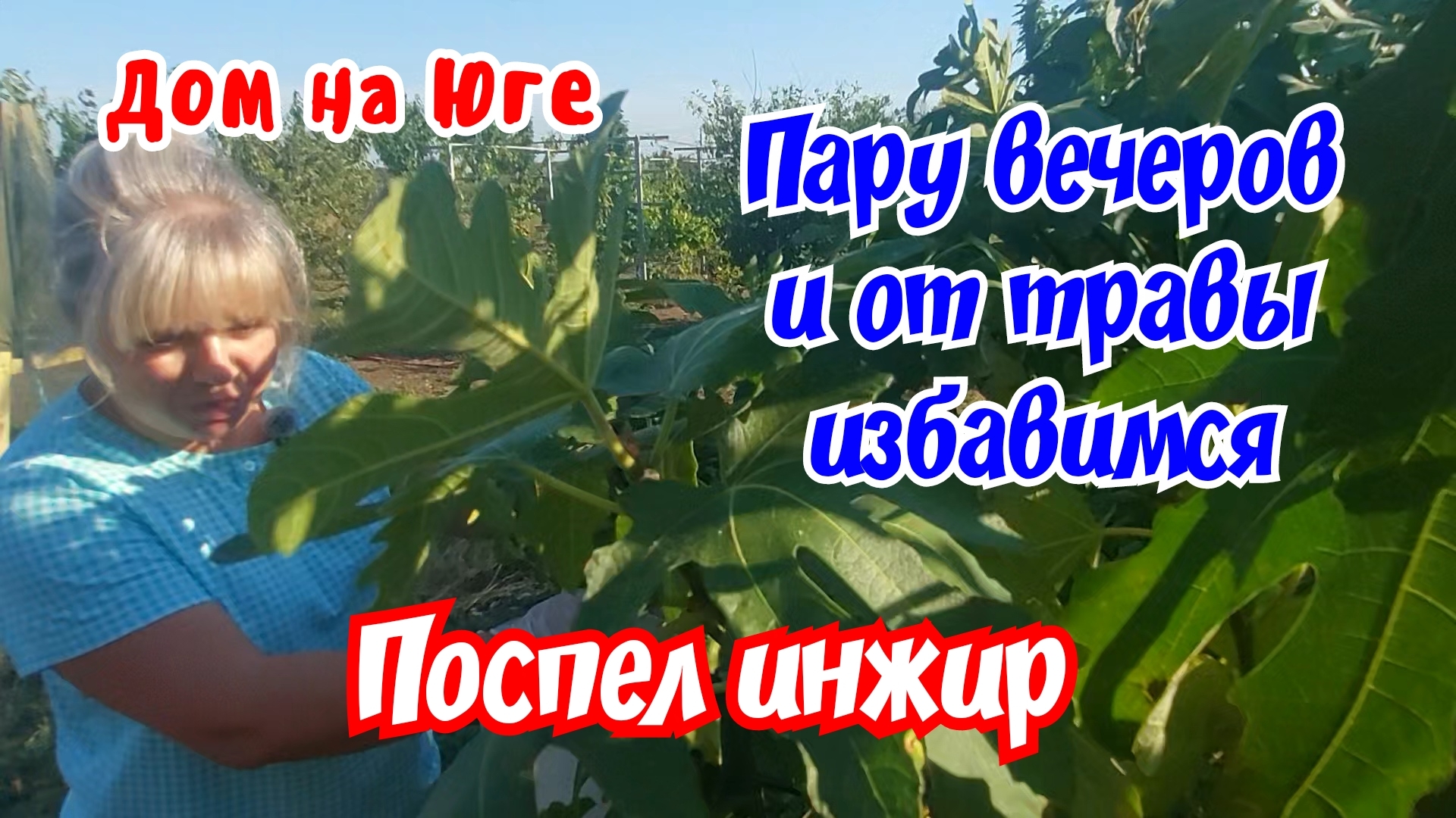 Дом на Юге. Поспел инжир. Пару вечеров и от травы избавимся.