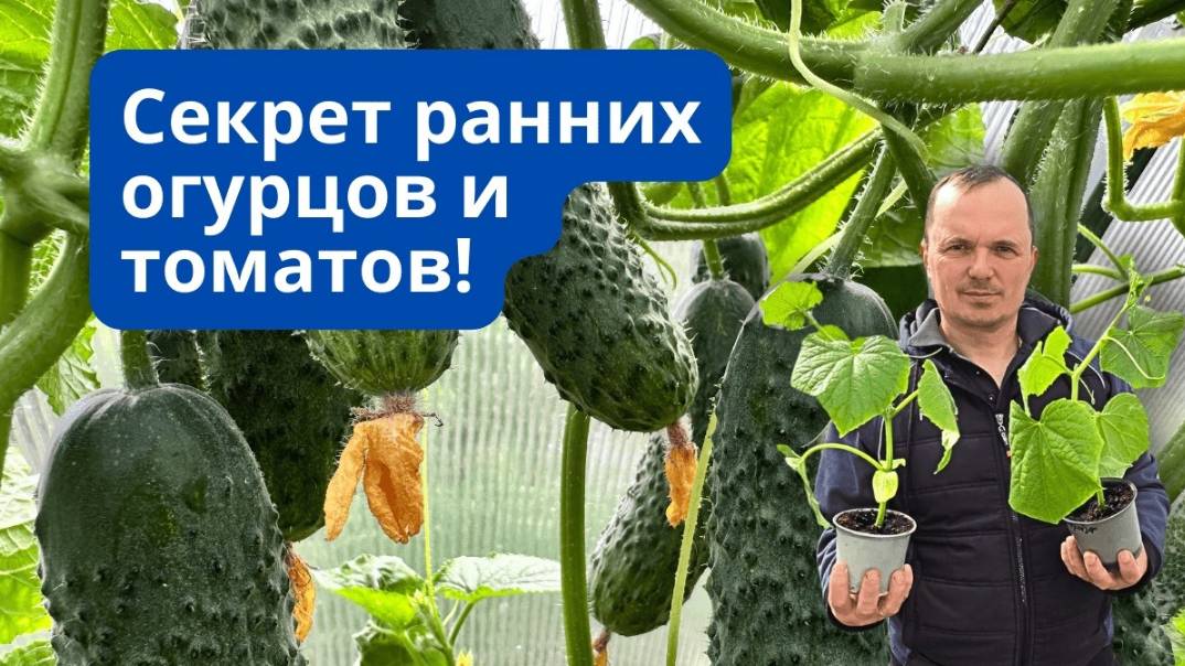 Весной у вас будут самые ранние огурцы- сделайте ТАК сейчас!