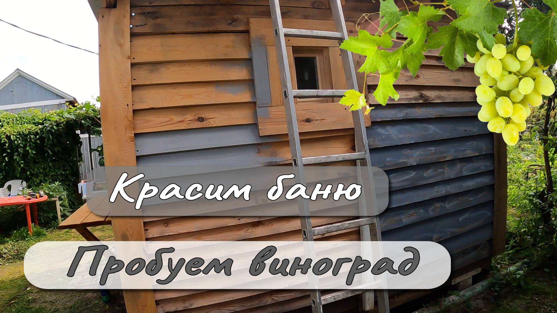 Красим баню Пробуем виноград