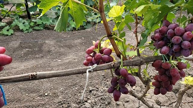 НОВИНКИ!!! ГФ Винограда КРАСНЫЙ ТЮЛЬПАН (Калугин)и СОФИНА (Щереденков).