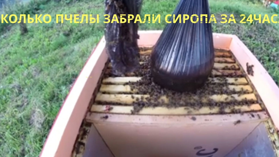 Сколько пчелы забрали сиропа за 24 часа5 сентября 25 года, всё наглядно.