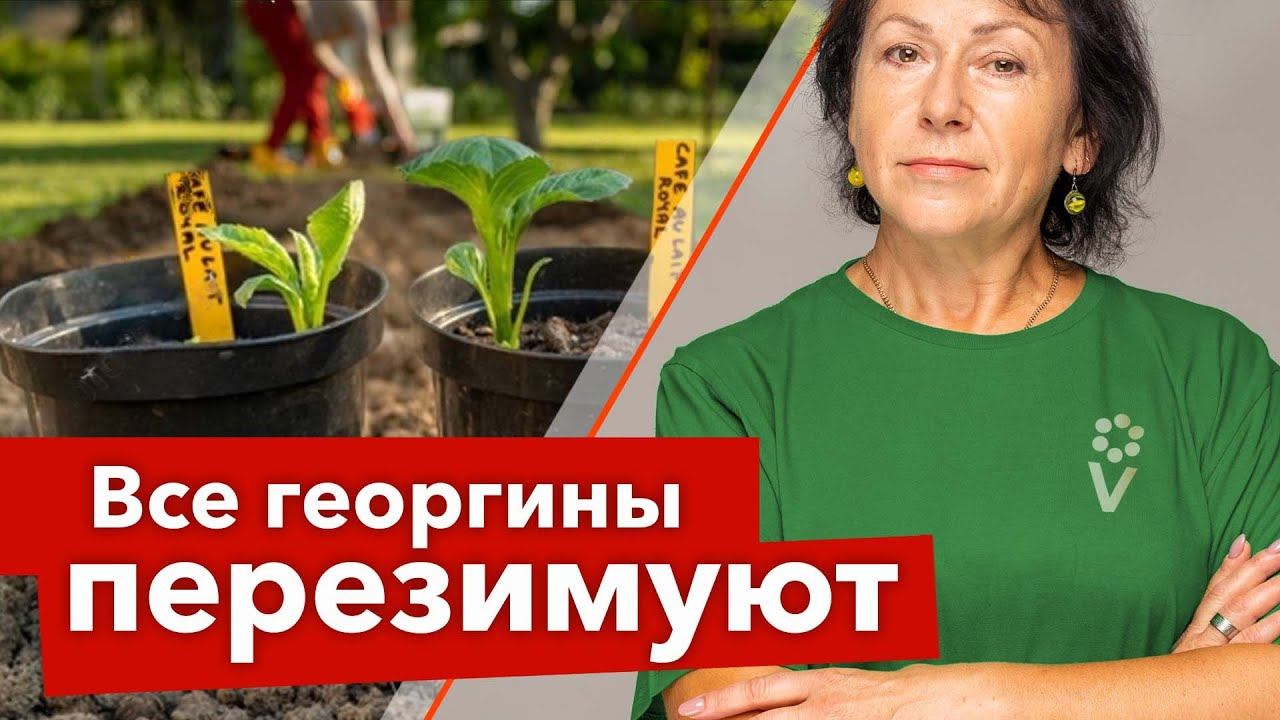 КАК СОХРАНИТЬ ЧЕРЕНКИ ГЕОРГИНОВ ЗИМОЙ? Показываю результат черенкования и готовлю георгины к зиме