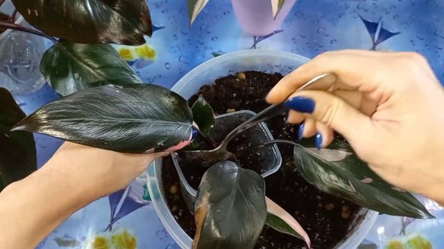 Филодендрон РОЗОВАЯ ПРИНЦЕССА?Все в одном видео?Размножение?Вариегатность?Размер листа?Грунт?Посадк