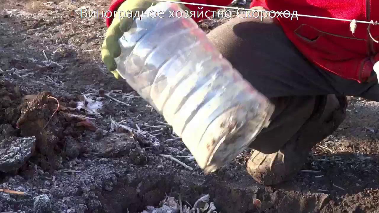 Как укрыть молодой куст винограда на зиму в год посадки