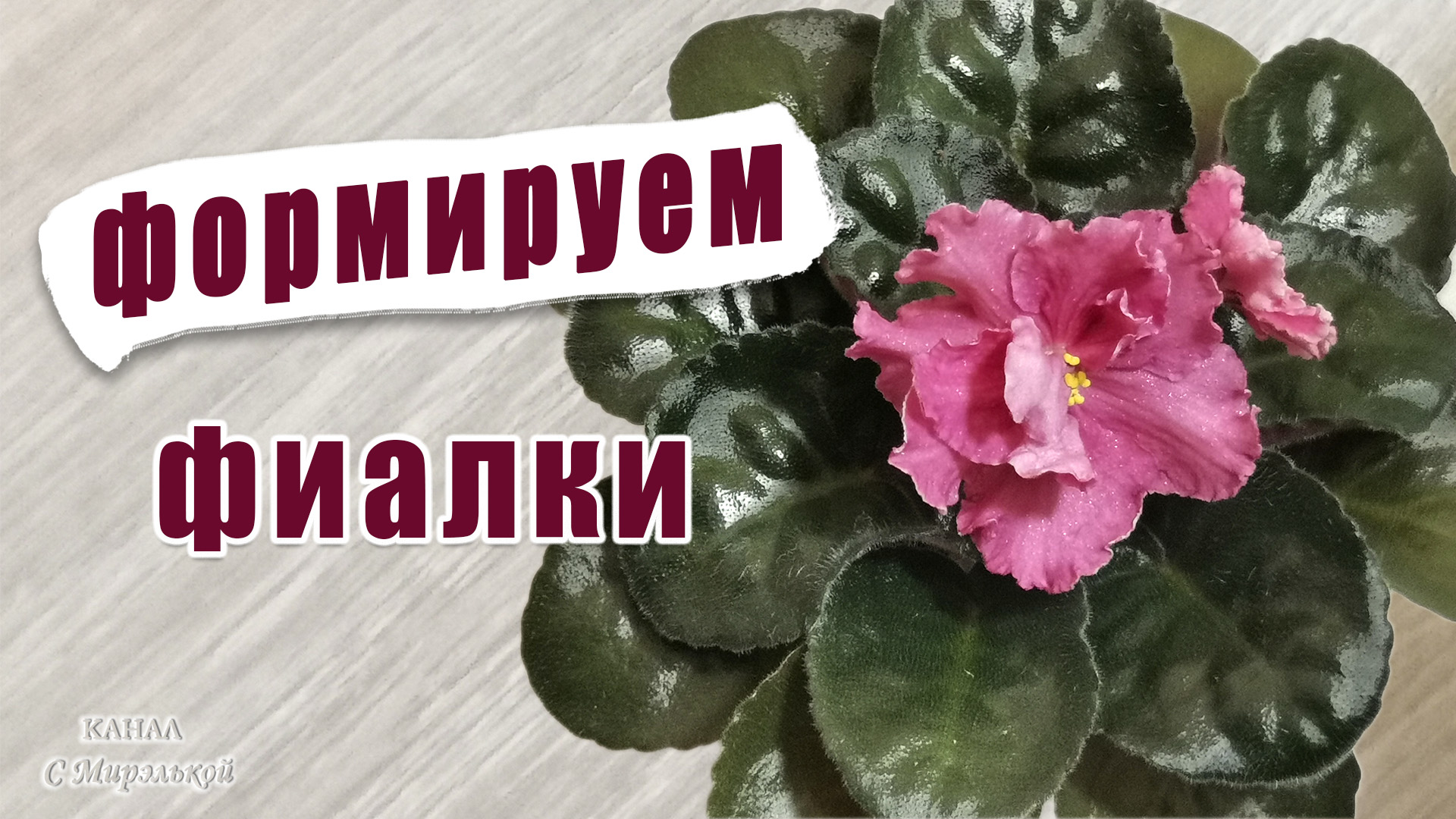 Как формировать красивую фиалку (сенполию).