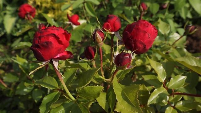 Самые обильноцветущие розы - роза Тиль Уленшпигель и Маруся.