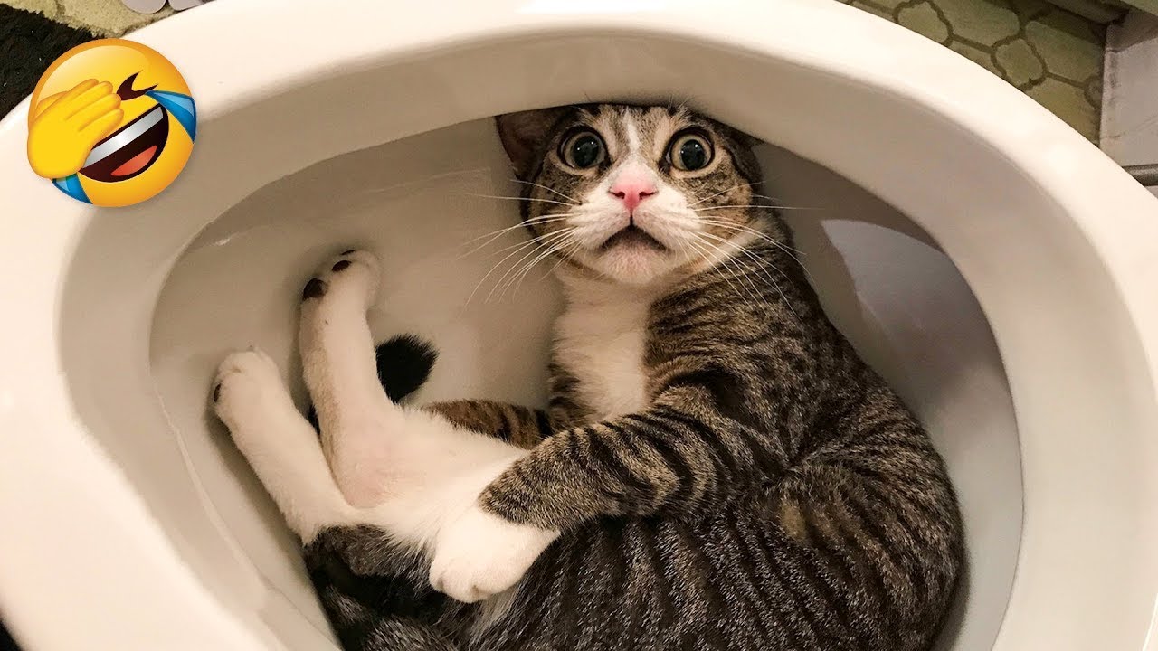 ПРИКОЛЫ С КОТАМИ)) ПОПРОБУЙ НЕ ЗАСМЕЯТЬСЯ 😂 ОЧЕНЬ СМЕШНЫЕ КОТЫ И СОБАКИ) ПРИКОЛЫ С ЖИВОТНЫМИ