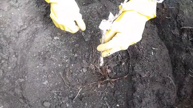 Как посадить двухлетний саженец винограда