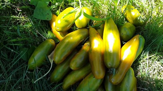 Томат Сан Марцано Лампадина (San Marzano Lampadina)