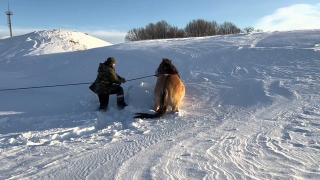 Ранчо на Урале / Обучаем очередного башкирского жеребца / Будни фермера