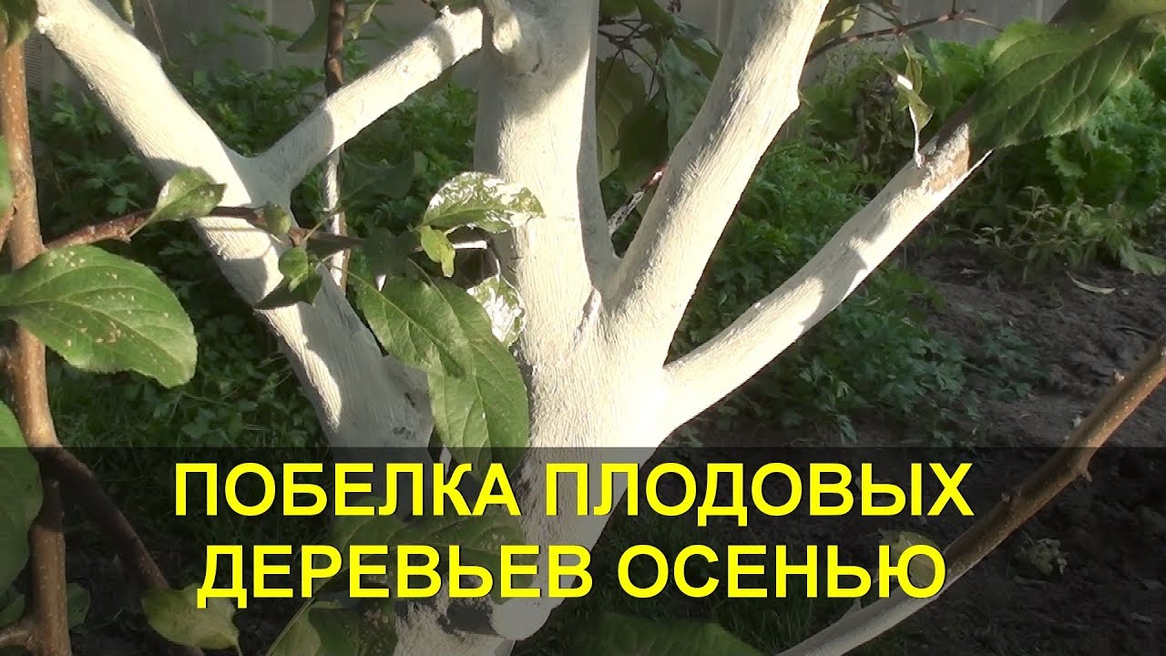 ПОБЕЛКА ДЕРЕВЬЕВ ОСЕНЬЮ / как развести побелку для деревьев