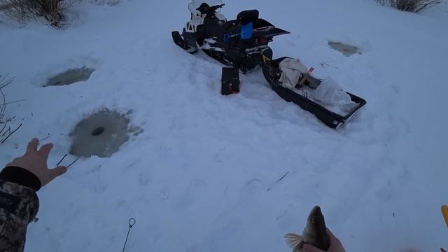 Хапуга для зимней рыбалки ловит судаков! Рыбалка в Сибири на хапуги. Рыбалка 2023. Ловля рыбы зимой