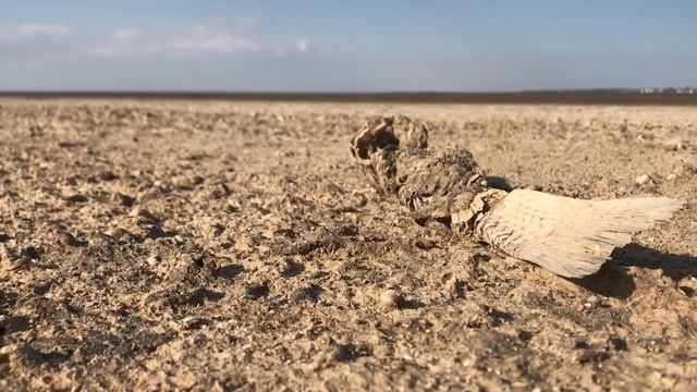 КАК ОТДОХНУТЬ НА МОРЕ БЕЗ КАРАНТИНА МОРСКИЕ ПРИКЛЮЧЕНИЯ ЖЕЛЕЙНОГО МЕДВЕДЯ ВАЛЕРЫ