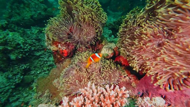 Подводные обитатели Красного моря - 4K