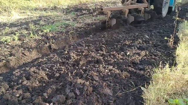 Убрала капусту и кормовую свеклу//вспахали огород под зиму
