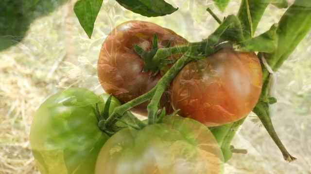 ТОМАТЫ ГНОМЫ. ОБЗОР ВКУСНЫХ СОРТОВ!