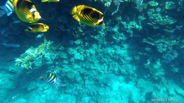 Reef Oasis Blue Bay Resort & Spa 5* Наш отдых в Египте ОЧЕНЬ подробный отзыв (1 серия)