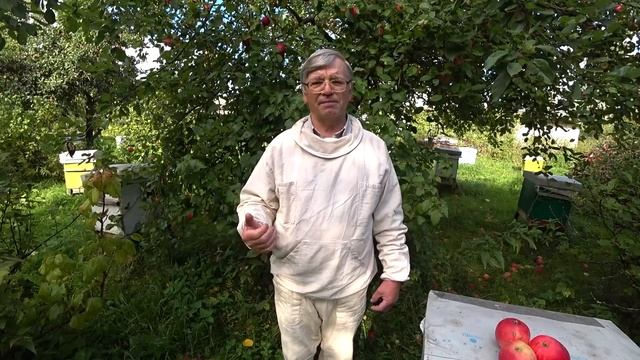 Объединение семей осенью. Лучший способ. Пасека Лаврова.