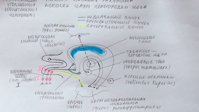 Билет 034. ОБОНЯТЕЛЬНЫЙ АНАЛИЗАТОР, ЕГО ЧАСТИ. ПЕРВАЯ ПАРА ЧЕРЕПНЫХ НЕРВОВ.
