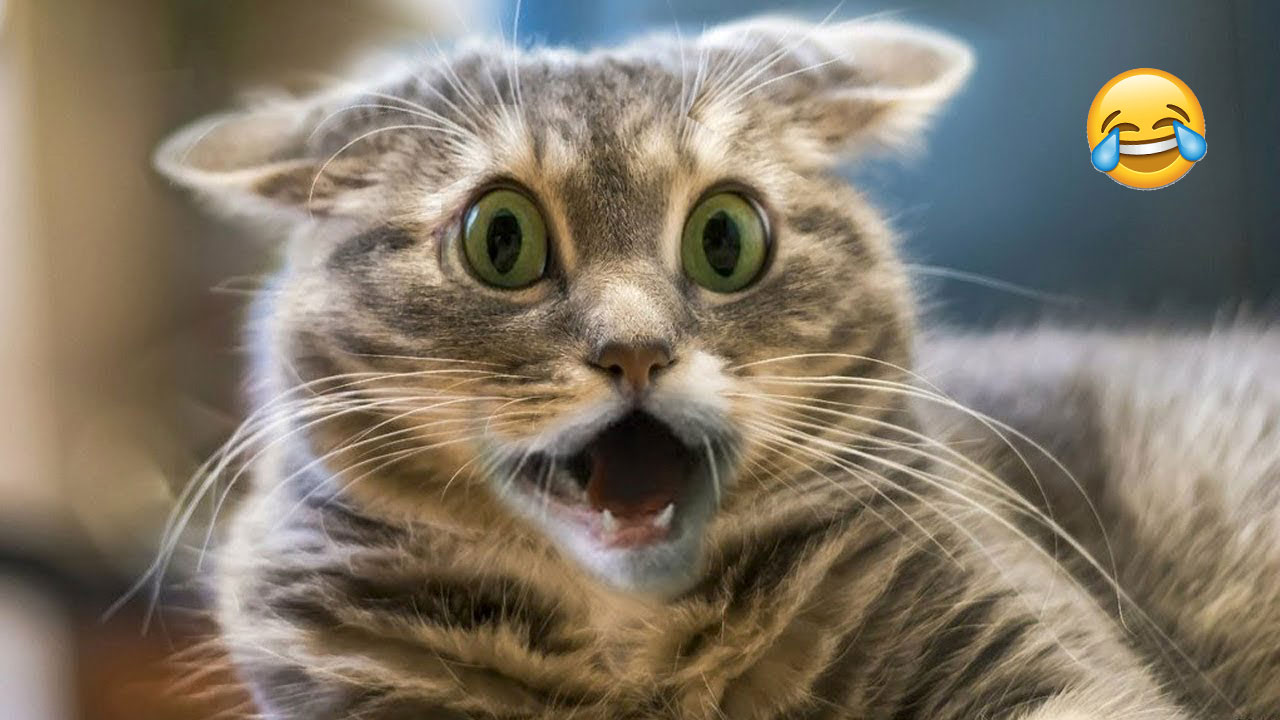 ПРИКОЛЫ С КОТАМИ И СОБАКАМИ ?? ПОПРОБУЙ НЕ ЗАСМЕЯТЬСЯ ? ОЧЕНЬ СМЕШНЫЕ КОТЫ И СОБАКИ ?